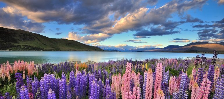 Why New Zealand is awesome and a great place to find your dream IT job