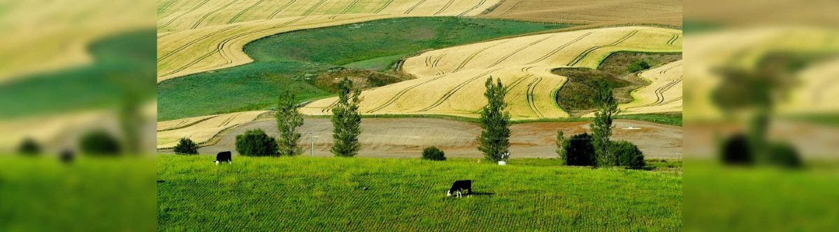 AgritechNZ keen to help scale up NZ food production